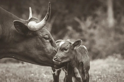 Longhorn Kiss Sepia by Nathan Larson. SKU 91377i. Archival Giclee Fine art print for wall decor.