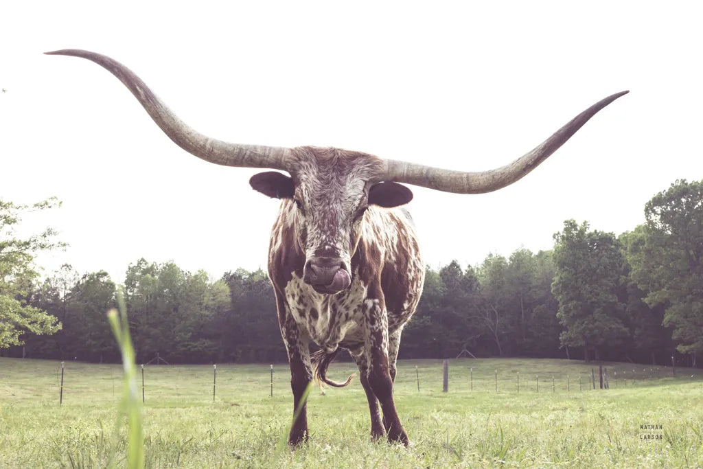 Longhorn Last Call by Nathan Larson. SKU 91367i. Archival Giclee Fine art print for wall decor.
