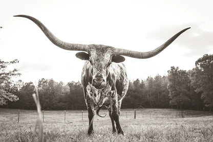 Longhorn Last Call BW by Nathan Larson. SKU 91368i. Archival Giclee Fine art print for wall decor.
