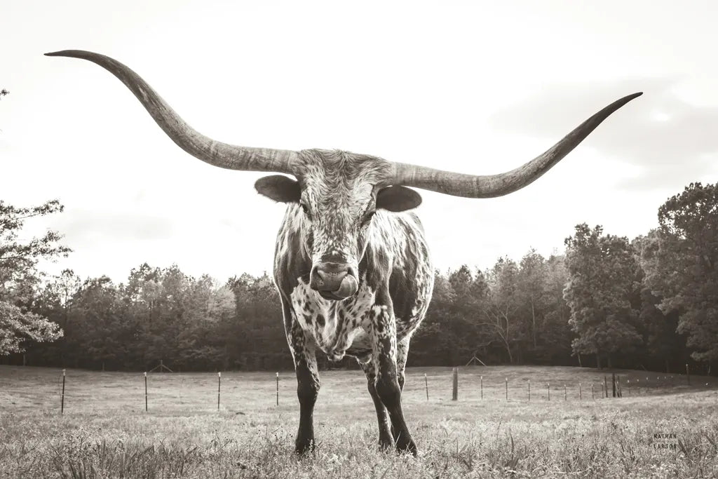 Longhorn Last Call BW No Tail by Nathan Larson. SKU 91370i. Archival Giclee Fine art print for wall decor.
