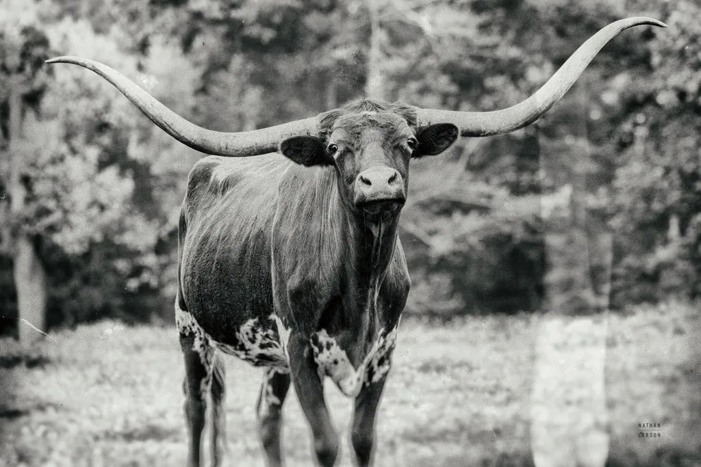 Longhorn Nosing Around by Nathan Larson. SKU 93358i. Archival Giclee Fine art print for wall decor.