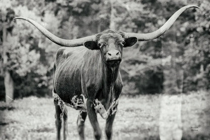 Longhorn Nosing Around by Nathan Larson. SKU 93358i. Archival Giclee Fine art print for wall decor.