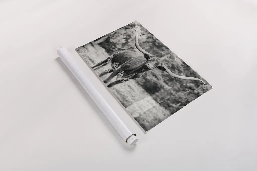 Longhorn Nosing Around by Nathan Larson. shown as a rolled paper print. Available as archival giclee rolled canvas, fine art paper, or poster print. SKU 93358i.