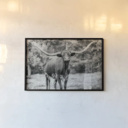 Longhorn Nosing Around by Nathan Larson. shown as a paper print in a black flame. Available as a archival giclee rolled canvas, fine art paper, or poster print. SKU 93358i.