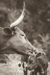 Longhorn Pair Sepia by Nathan Larson. SKU 91375h. Archival Giclee Fine art print for wall decor.