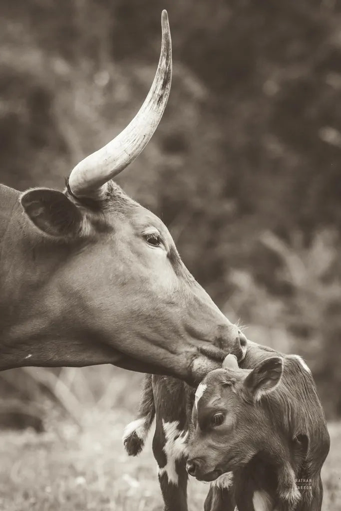 Longhorn Pair Sepia by Nathan Larson. SKU 91375h. Archival Giclee Fine art print for wall decor.