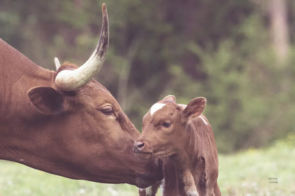 Longhorn Pairing by Nathan Larson. SKU 91898i. Archival Giclee Fine art print for wall decor.