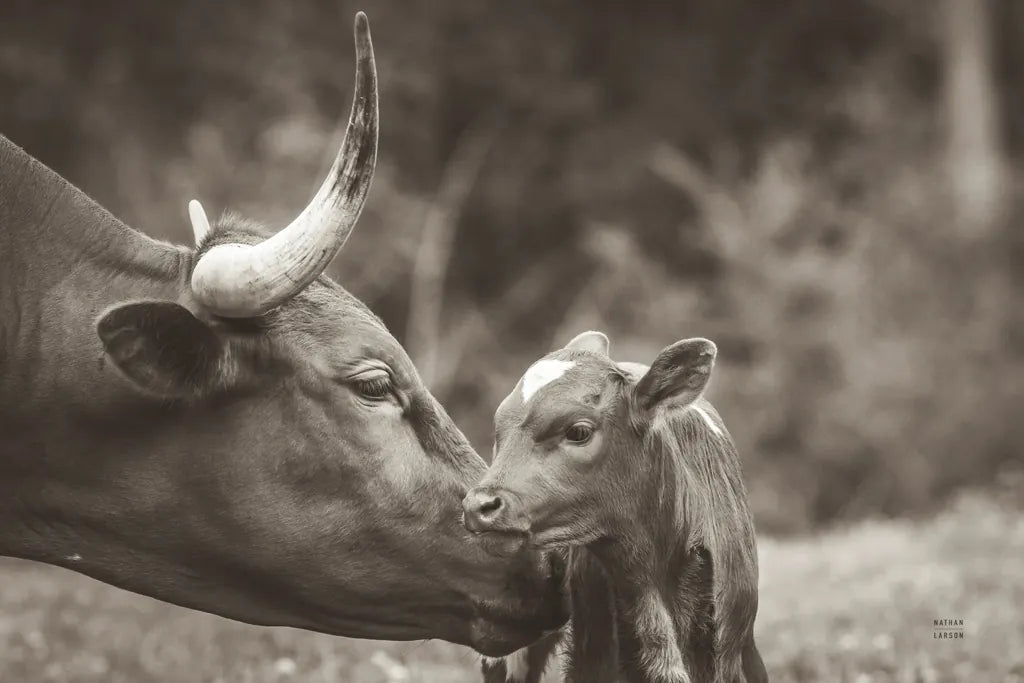 Longhorn Pairing Sepia by Nathan Larson. SKU 91900i. Archival Giclee Fine art print for wall decor.