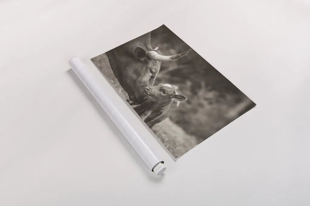 Longhorn Pairing Sepia by Nathan Larson. shown as a rolled paper print. Available as archival giclee rolled canvas, fine art paper, or poster print. SKU 91900i.