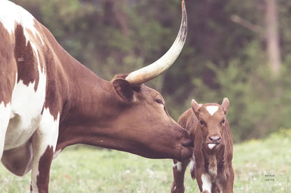 Longhorn Pasture Pair by Nathan Larson. SKU 93356i. Archival Giclee Fine art print for wall decor.