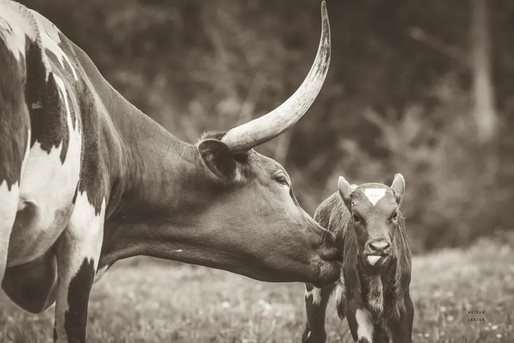 Longhorn Pasture Pair Sepia by Nathan Larson. SKU 93357i. Archival Giclee Fine art print for wall decor.