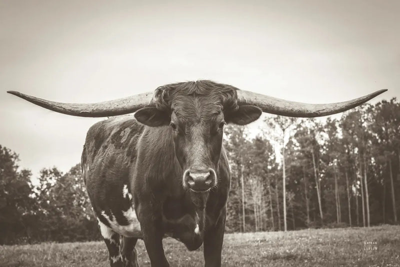 Longhorn Pastures Sepia by Nathan Larson. SKU 91380i. Archival Giclee Fine art print for wall decor.