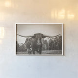 Longhorn Pastures Sepia by Nathan Larson. shown as a paper print in a white frame. Available as a archival giclee rolled canvas, fine art paper, or poster print. SKU 91380i.