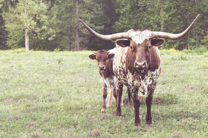 Longhorn Protection by Nathan Larson. SKU 91520i. Archival Giclee Fine art print for wall decor.