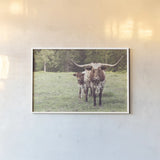 Longhorn Protection by Nathan Larson. shown as a paper print in a white frame. Available as a archival giclee rolled canvas, fine art paper, or poster print. SKU 91520i.
