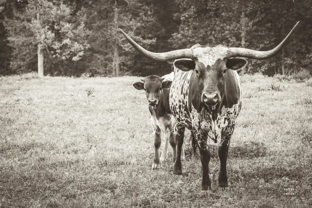 Longhorn Protection Sepia by Nathan Larson. SKU 91521i. Archival Giclee Fine art print for wall decor.