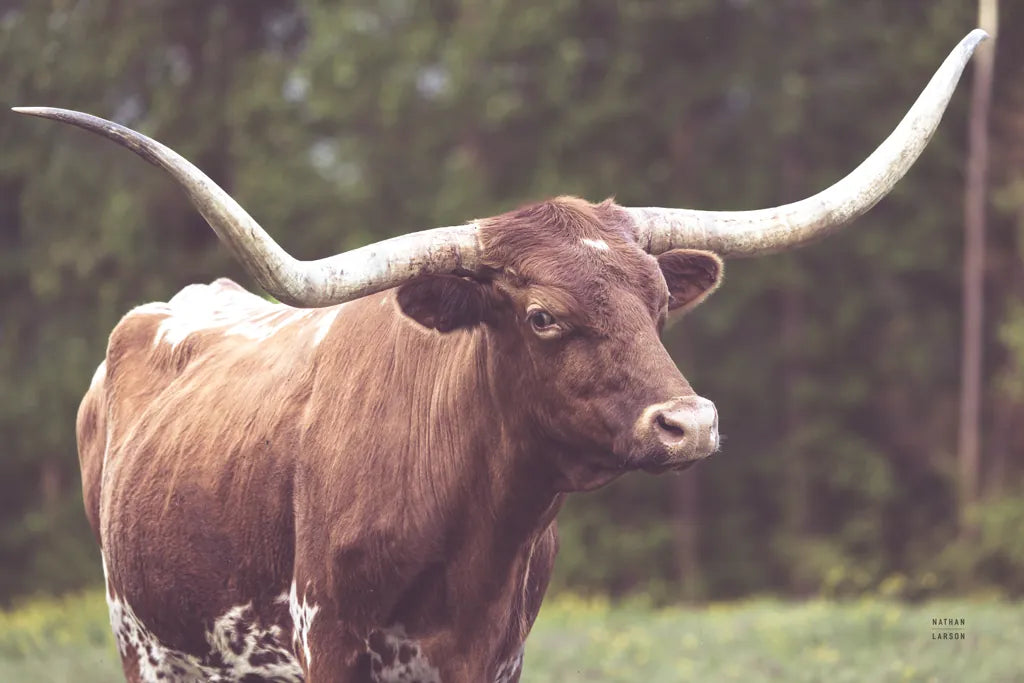 Longhorn Side Eye by Nathan Larson. SKU 93360i. Archival Giclee Fine art print for wall decor.