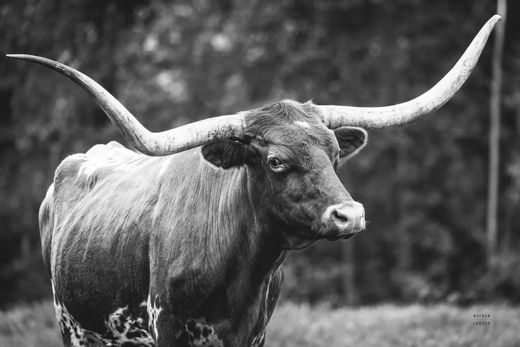 Longhorn Side Eye BW by Nathan Larson. SKU 93361i. Archival Giclee Fine art print for wall decor.