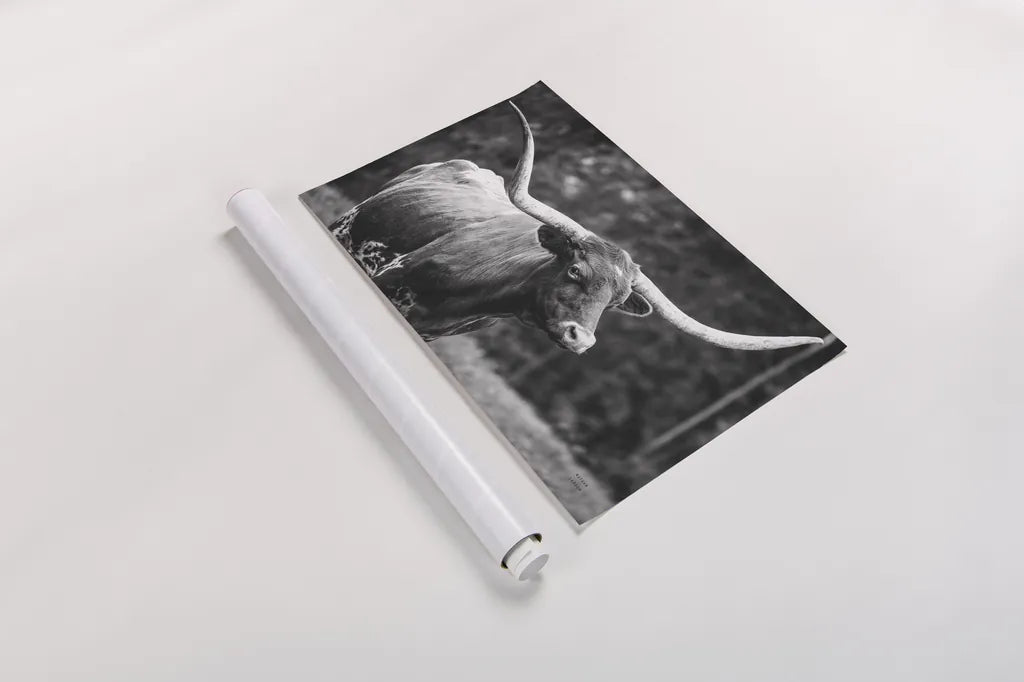 Longhorn Side Eye BW by Nathan Larson. shown as a rolled paper print. Available as archival giclee rolled canvas, fine art paper, or poster print. SKU 93361i.