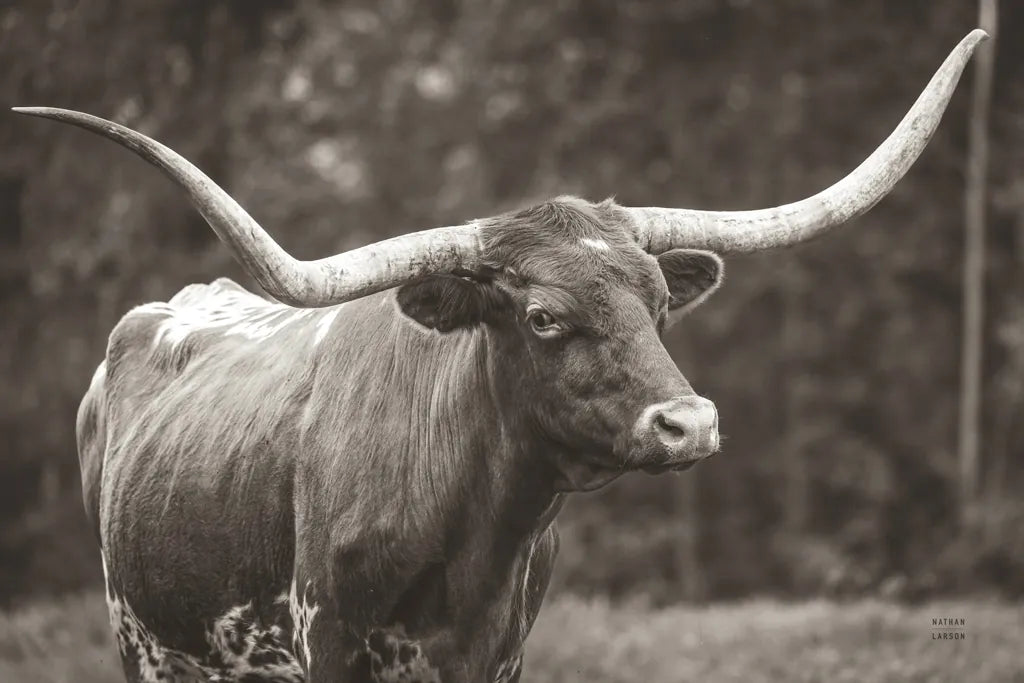 Longhorn Side Eye Sepia by Nathan Larson. SKU 93362i. Archival Giclee Fine art print for wall decor.
