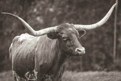 Longhorn Side Eye Sepia by Nathan Larson. SKU 93362i. Archival Giclee Fine art print for wall decor.