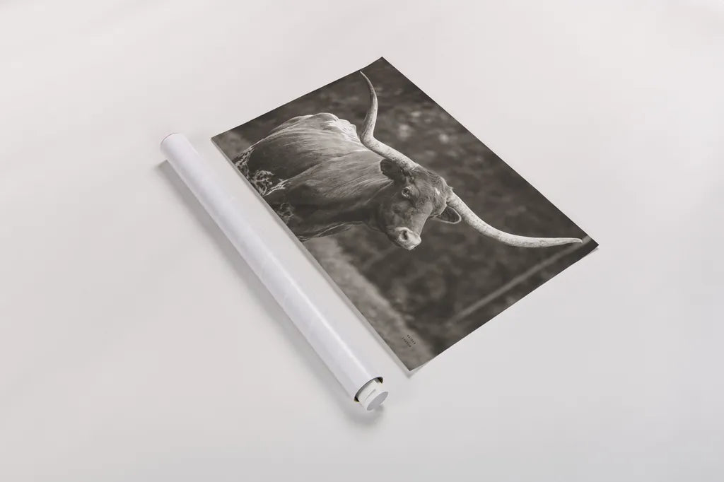Longhorn Side Eye Sepia by Nathan Larson. shown as a rolled paper print. Available as archival giclee rolled canvas, fine art paper, or poster print. SKU 93362i.