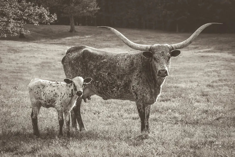 Longhorn Spring Sepia by Nathan Larson. SKU 91901i. Archival Giclee Fine art print for wall decor.