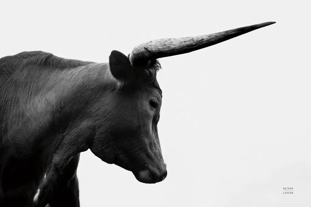 Longhorn Sunset Graze BW by Nathan Larson. SKU 92290i. Archival Giclee Fine art print for wall decor.