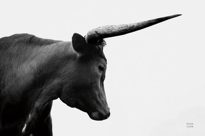 Longhorn Sunset Graze BW by Nathan Larson. SKU 92290i. Archival Giclee Fine art print for wall decor.