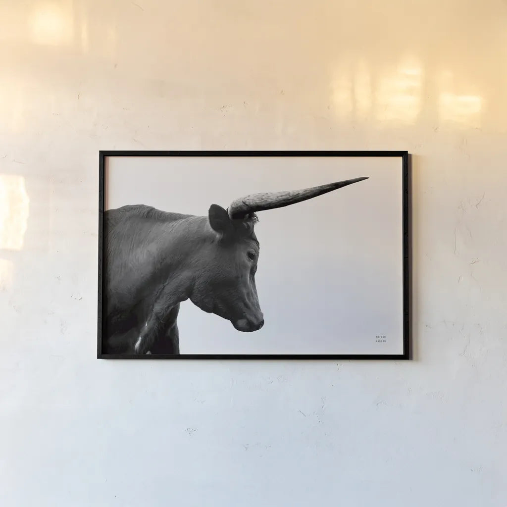 Longhorn Sunset Graze BW by Nathan Larson. shown as a paper print in a black flame. Available as a archival giclee rolled canvas, fine art paper, or poster print. SKU 92290i.