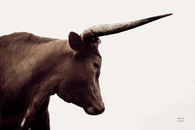 Longhorn Sunset Graze Sepia by Nathan Larson. SKU 92289i. Archival Giclee Fine art print for wall decor.