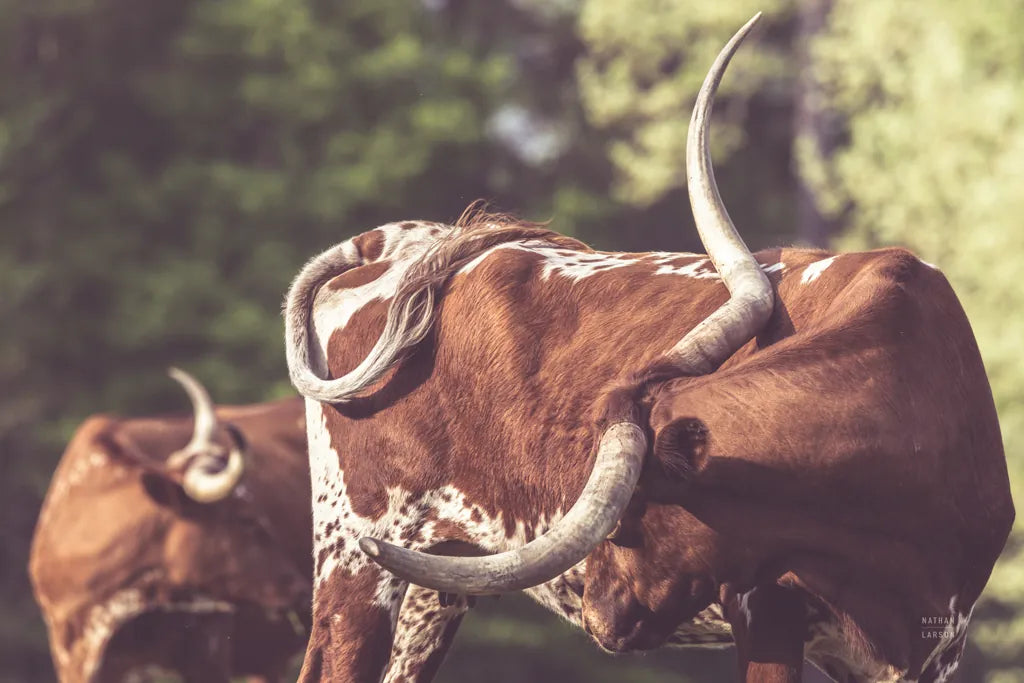 Longhorn Twist by Nathan Larson. SKU 93363i. Archival Giclee Fine art print for wall decor.