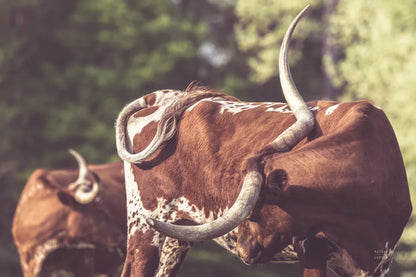 Longhorn Twist by Nathan Larson. SKU 93363i. Archival Giclee Fine art print for wall decor.