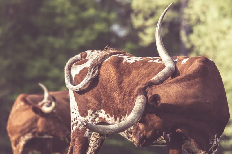 Longhorn Twist by Nathan Larson. SKU 93363i. Archival Giclee Fine art print for wall decor.