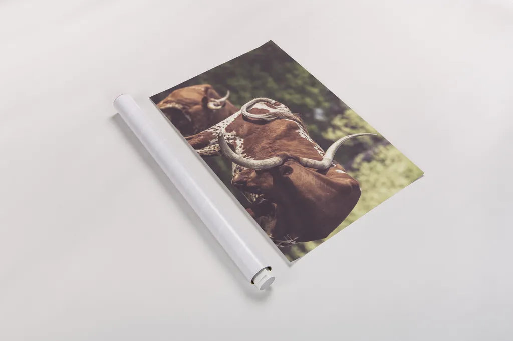 Longhorn Twist by Nathan Larson. shown as a rolled paper print. Available as archival giclee rolled canvas, fine art paper, or poster print. SKU 93363i.