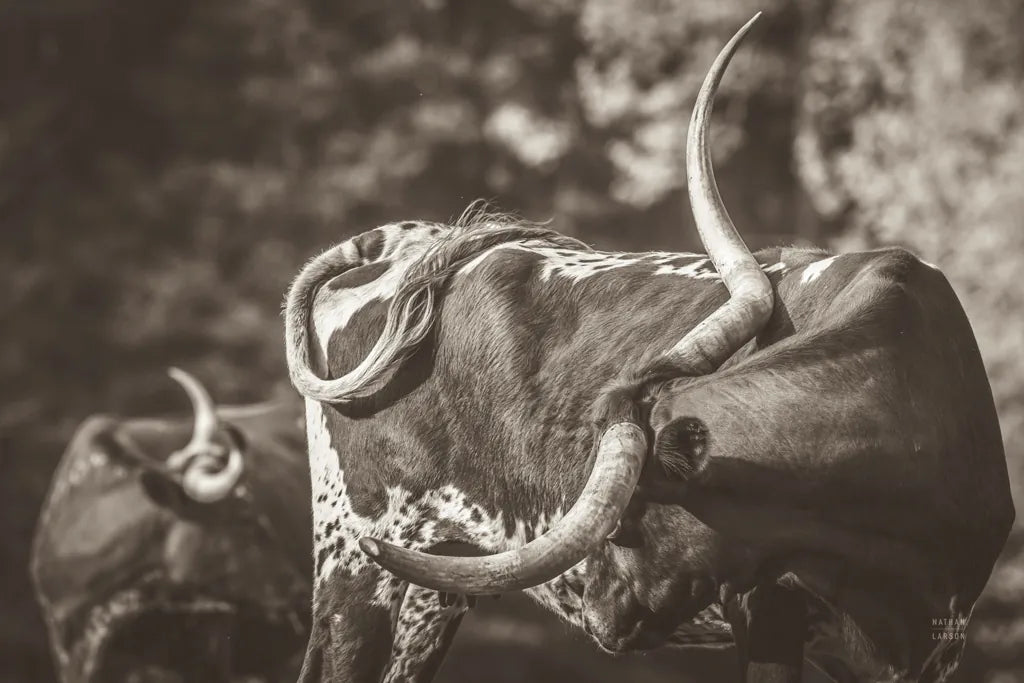 Longhorn Twist Sepia by Nathan Larson. SKU 93364i. Archival Giclee Fine art print for wall decor.