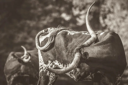 Longhorn Twist Sepia by Nathan Larson. SKU 93364i. Archival Giclee Fine art print for wall decor.