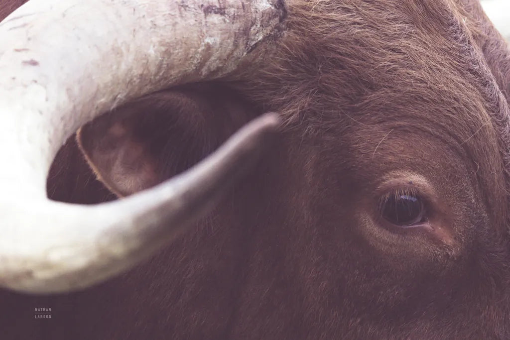 Longhorn Watch by Nathan Larson. SKU 92322i. Archival Giclee Fine art print for wall decor.