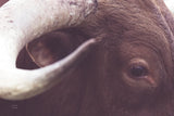Longhorn Watch by Nathan Larson. SKU 92322i. Archival Giclee Fine art print for wall decor.