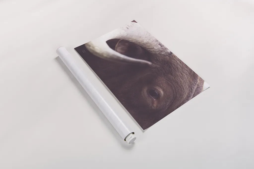 Longhorn Watch by Nathan Larson. shown as a rolled paper print. Available as archival giclee rolled canvas, fine art paper, or poster print. SKU 92322i.