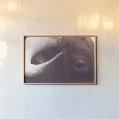 Longhorn Watch by Nathan Larson. shown as a paper print in a natural frame. Available as a archival giclee rolled canvas, fine art paper, or poster print. SKU 92322i.