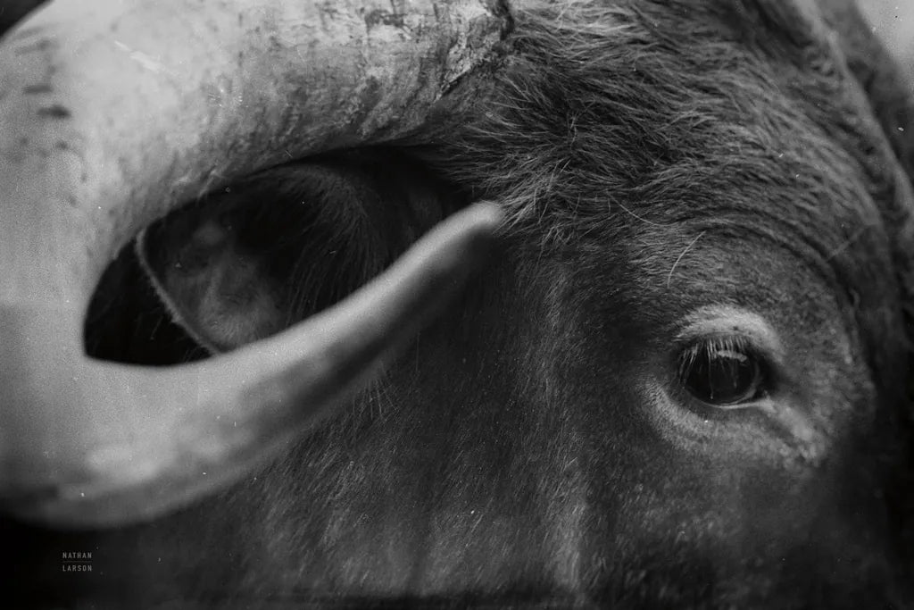 Longhorn Watch BW by Nathan Larson. SKU 92323i. Archival Giclee Fine art print for wall decor.