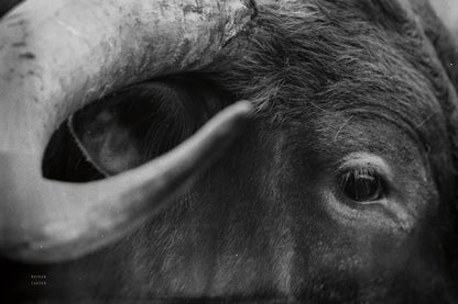 Longhorn Watch BW by Nathan Larson. SKU 92323i. Archival Giclee Fine art print for wall decor.