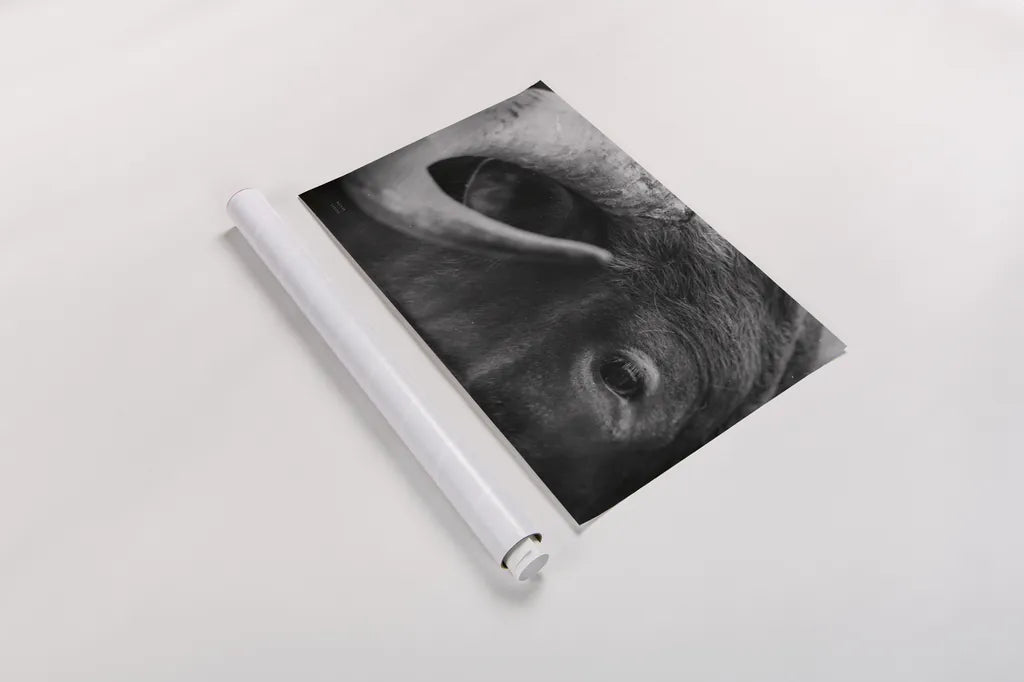 Longhorn Watch BW by Nathan Larson. shown as a rolled paper print. Available as archival giclee rolled canvas, fine art paper, or poster print. SKU 92323i.