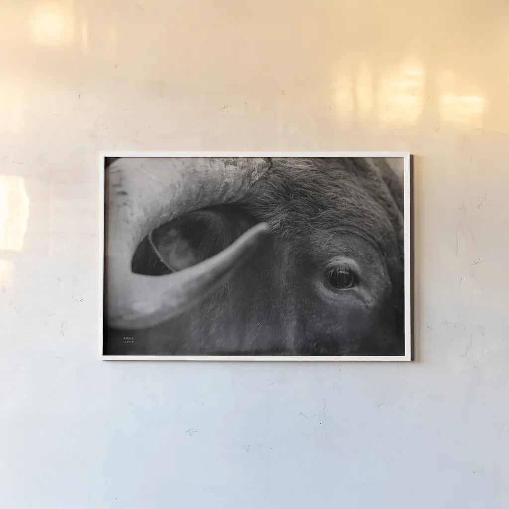Longhorn Watch BW by Nathan Larson. shown as a paper print in a white frame. Available as a archival giclee rolled canvas, fine art paper, or poster print. SKU 92323i.