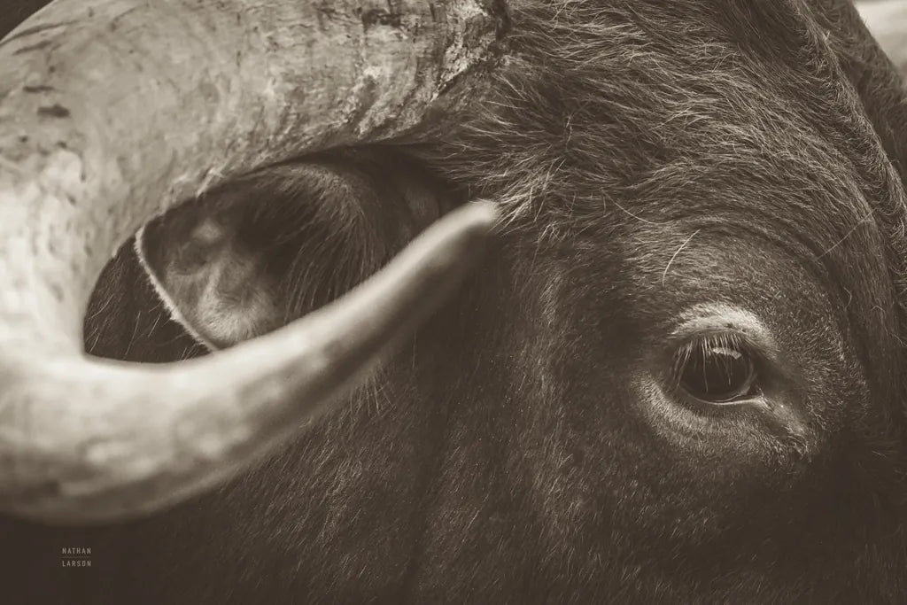 Longhorn Watch Sepia by Nathan Larson. SKU 92324i. Archival Giclee Fine art print for wall decor.