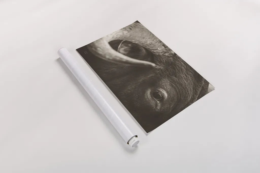 Longhorn Watch Sepia by Nathan Larson. shown as a rolled paper print. Available as archival giclee rolled canvas, fine art paper, or poster print. SKU 92324i.