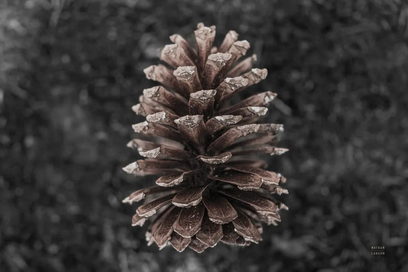 Longleaf Pine Forest Floor by Nathan Larson. SKU 97891i. Archival Giclee Fine art print for wall decor.