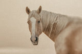 Looking Back by Nathan Larson. SKU 104781i. Archival Giclee Fine art print for wall decor.