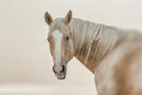 Looking Back Light by Nathan Larson. SKU 104780i. Archival Giclee Fine art print for wall decor.
